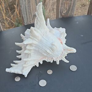 Spikey White Conch Shell Art Piece - Extra Large Lace Murex Shell-7-8”